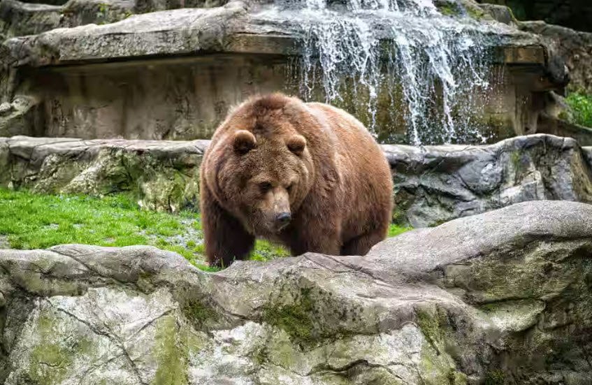 Limber Wildlife Sanctuary, Baramulla, Jammu and Kashmir - Vushii.com